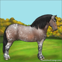 Horse Color:Bay Ice Rabicano 