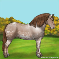 Horse Color:Chestnut Ice