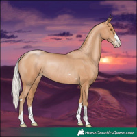 Horse Color:Silver Black Pearl Rabicano 