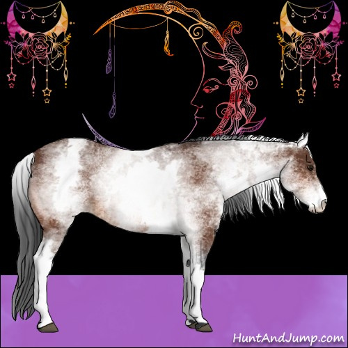 Horse Color:White Spotted Bay 