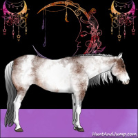 Horse Color:White Spotted Bay 