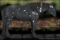 Horse Color:White Spotted Black 