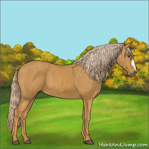 Horse Color:Palomino 