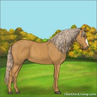 Horse Color:Palomino 