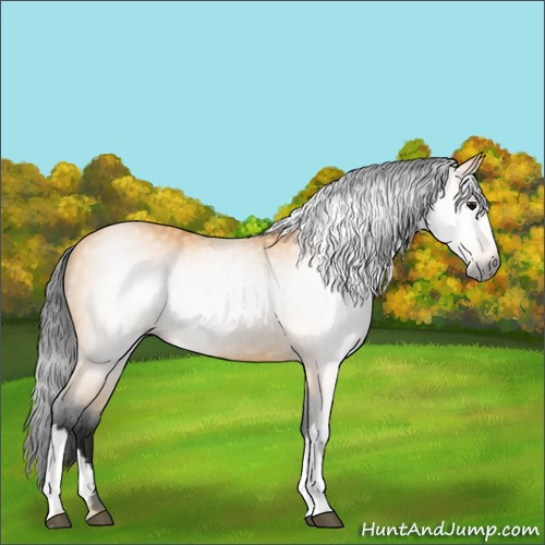 Horse Color:Gray Buckskin 