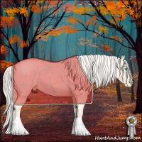 Horse Color:Cremello Roan Appaloosa