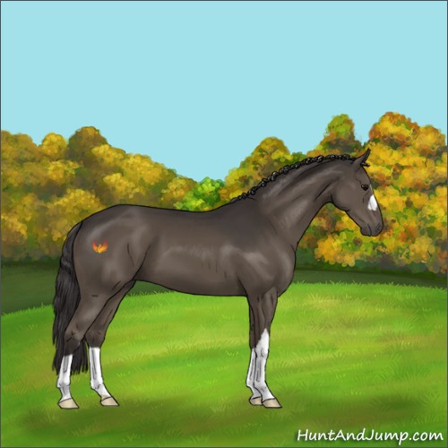 Horse Color:Smoky Black 