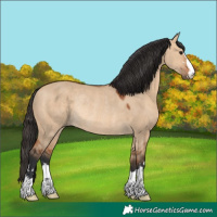 Horse Color:Bay Dun Rabicano 