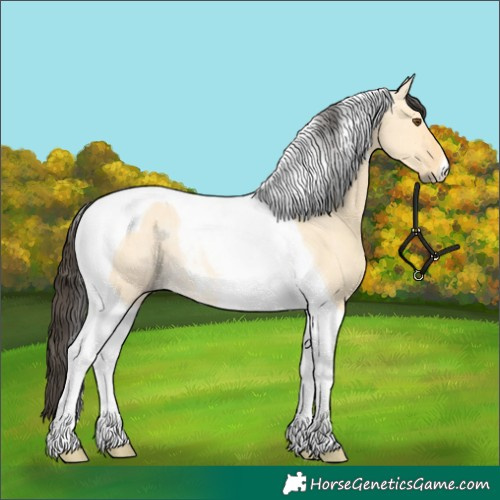 Horse Color:Buckskin Dun Tobiano 