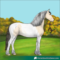 Horse Color:Buckskin Dun Tobiano