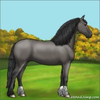 Horse Color:Grullo 
