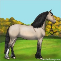 Horse Color:Bay Roan Dun 