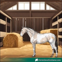 Horse Color:White Spotted Sable Champagne Ice Dun Sabino 