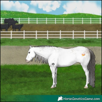 Horse Color:White Spotted Brown 