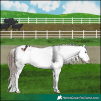 Horse Color:Brown Mushroom Appaloosa 