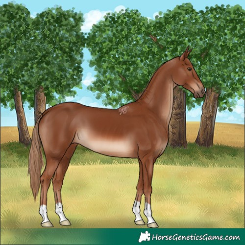 Horse Color:Chestnut 