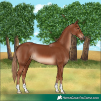 Horse Color:Chestnut 