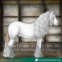 Horse Color:Chestnut Appaloosa 