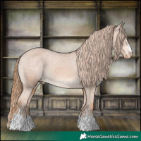 Horse Color:Chestnut Appaloosa 