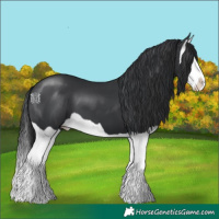 Horse Color:Black Splash