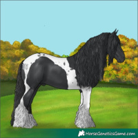 Horse Color:Black Tobiano