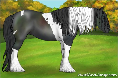 Horse Color:Black Tobiano 