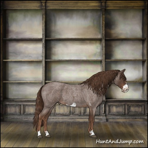 Horse Color:Liver Red Roan Frame