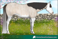 Horse Color:Bay Roan Dun Splash
