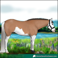 Horse Color:Bay Splash 