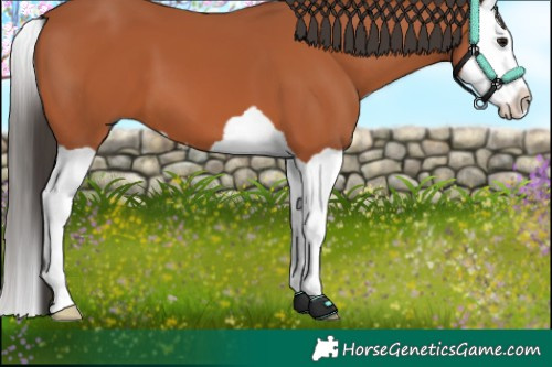 Horse Color:Bay Splash