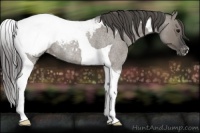 Horse Color:Grullo Roan Tobiano Snowcap Rabicano 
