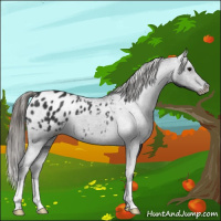 Horse Color:Black Appaloosa