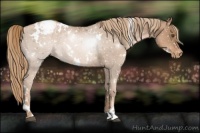Horse Color:White Spotted Liver Chestnut Pearl Appaloosa 