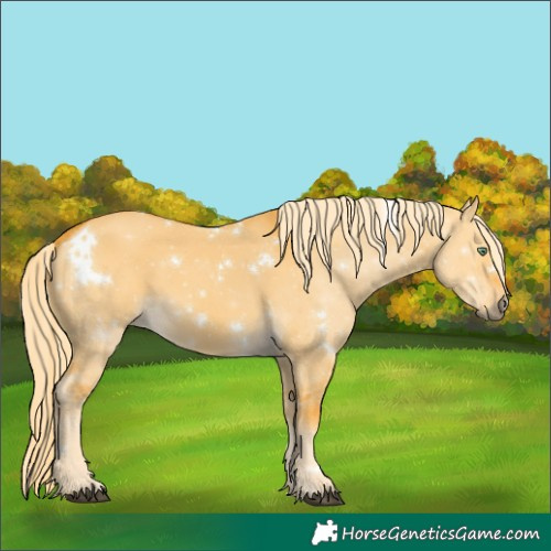 Horse Color:White Spotted Palomino Dun 