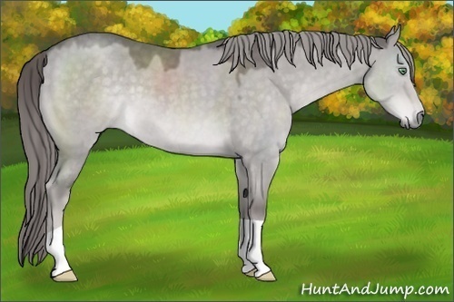 Horse Color:Platinum Chocolate Palomino Dun