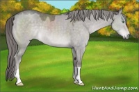 Horse Color:Platinum Chocolate Palomino Dun