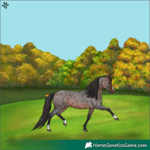 Horse Color:Bay Roan Sabino 