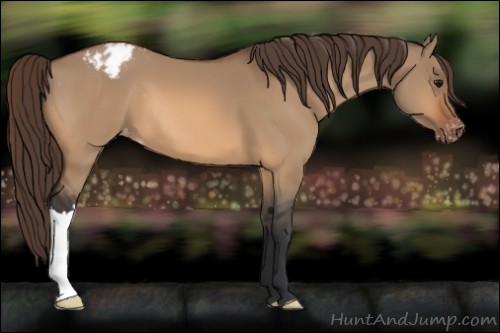 Horse Color:Unknown 