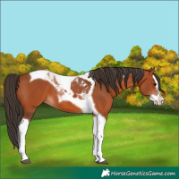 Horse Color:Bay Splash Tobiano 