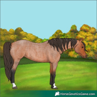 Horse Color:Unknown 