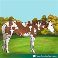 Horse Color:White Spotted Chestnut Splash