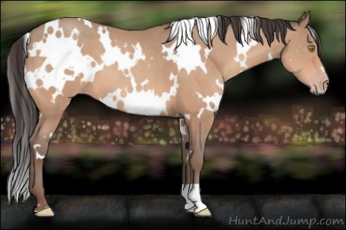 Horse Color:Unknown 