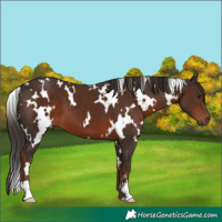 Horse Color:Unknown 