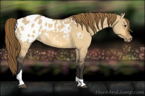 Horse Color:Unknown 