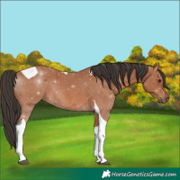 Horse Color:Bay Tobiano Rabicano 