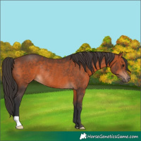 Horse Color:Bay Rabicano