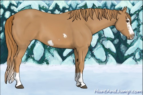 Horse Color:Chestnut Splash Frame 