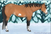 Horse Color:Bay Splash Frame 