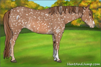 Horse Color:Red Roan Snowflake Varnish 
