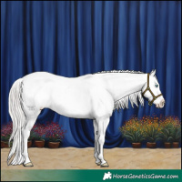 Horse Color:Silver Brown Pearl Dun Sabino Appaloosa 
